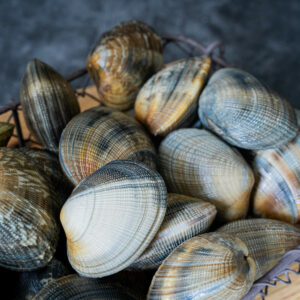 Palourdes fraîches de la Baie du Mont Saint-Michel