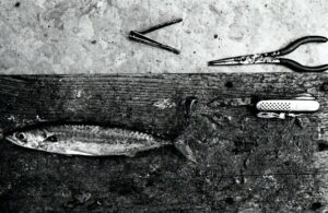 maquereau pour rilette