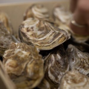 huitres de la baie du mont saint michel au sein d'une bourriche en bois